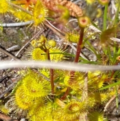 Drosera sp. (A Sundew) at Rossi, NSW - 26 Sep 2020 by SthTallagandaSurvey