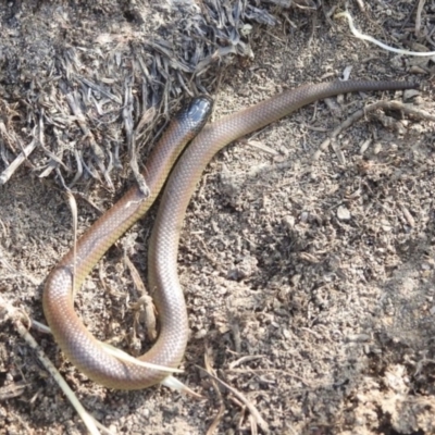 Parasuta dwyeri (Dwyer's Black-headed Snake) at Theodore, ACT - 28 Sep 2020 by TheWild