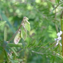 Vicia hirsuta (Hairy Vetch) at Tuggeranong DC, ACT - 28 Sep 2020 by Mike