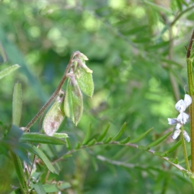 Vicia hirsuta (Hairy Vetch) at Tuggeranong DC, ACT - 28 Sep 2020 by Mike