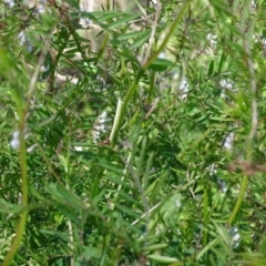 Vicia hirsuta at Tuggeranong DC, ACT - 28 Sep 2020