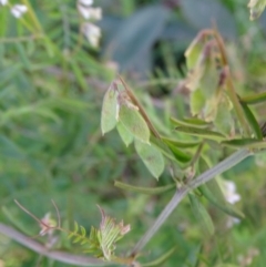 Vicia hirsuta at Tuggeranong DC, ACT - 28 Sep 2020