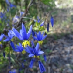 Stypandra glauca (Nodding Blue Lily) at Wanniassa Hill - 28 Sep 2020 by Mike