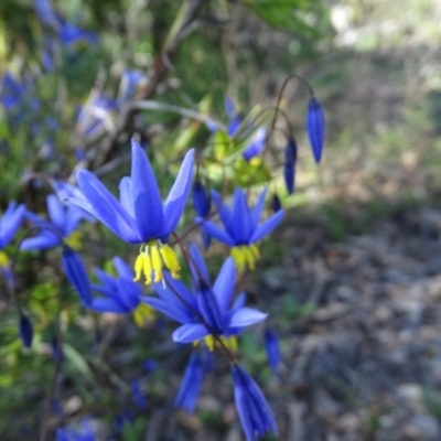 Stypandra glauca (Nodding Blue Lily) at Wanniassa Hill - 28 Sep 2020 by Mike