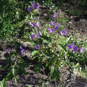 Solanum cinereum at Jerrabomberra, ACT - 28 Sep 2020 03:16 PM