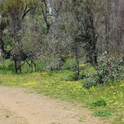 Arctotheca calendula (Capeweed, Cape Dandelion) at Watson, ACT - 28 Sep 2020 by MAX