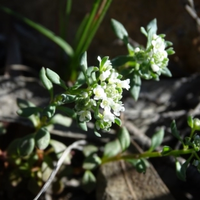 Poranthera microphylla (Small Poranthera) at Wanniassa Hill - 28 Sep 2020 by Mike
