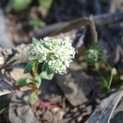 Poranthera microphylla at Jerrabomberra, ACT - 28 Sep 2020