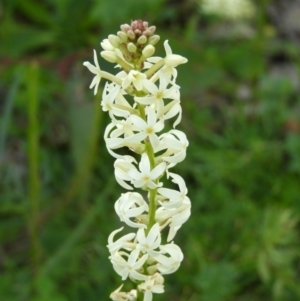 Stackhousia monogyna at Kambah, ACT - 27 Sep 2020