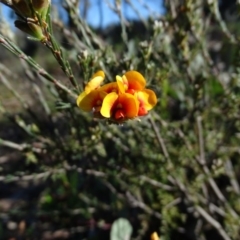 Dillwynia sp. at Wanniassa Hill - 28 Sep 2020 by Mike