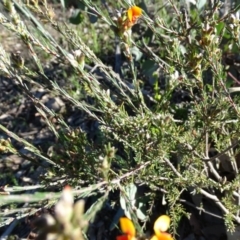 Dillwynia sp. at Tuggeranong DC, ACT - 28 Sep 2020