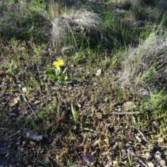 Microseris walteri (Yam Daisy, Murnong) at Tuggeranong DC, ACT - 28 Sep 2020 by Mike