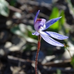 Cyanicula caerulea (Blue Fingers, Blue Fairies) at Wanniassa Hill - 28 Sep 2020 by Mike