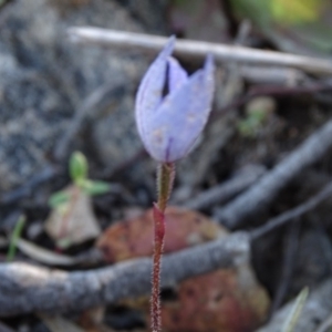 Cyanicula caerulea at Tuggeranong DC, ACT - 28 Sep 2020