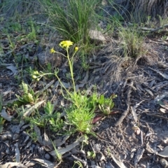 Senecio pinnatifolius var. pinnatifolius at Jerrabomberra, ACT - 28 Sep 2020 by Mike