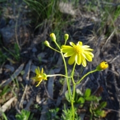 Senecio pinnatifolius var. pinnatifolius at Jerrabomberra, ACT - 28 Sep 2020