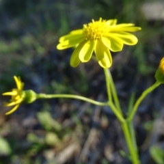 Senecio pinnatifolius var. pinnatifolius at Jerrabomberra, ACT - 28 Sep 2020