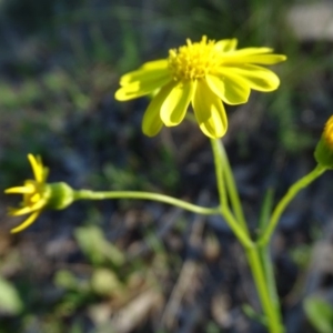 Senecio pinnatifolius var. pinnatifolius at Jerrabomberra, ACT - 28 Sep 2020