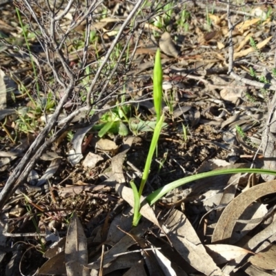 Diuris sp. (A Donkey Orchid) at Wanniassa Hill - 28 Sep 2020 by Mike