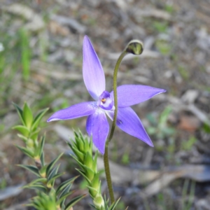 Glossodia major at Kambah, ACT - suppressed