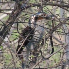 Dacelo novaeguineae (Laughing Kookaburra) at Fyshwick, ACT - 28 Sep 2020 by roymcd