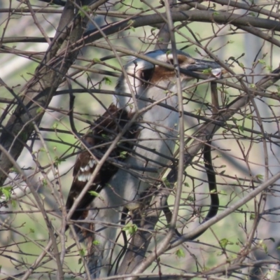 Dacelo novaeguineae (Laughing Kookaburra) at Fyshwick, ACT - 28 Sep 2020 by roymcd