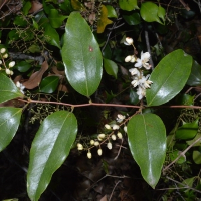 Ripogonum album (Supplejack) at Beecroft Peninsula, NSW - 28 Sep 2020 by plants