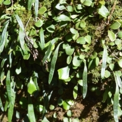 Pyrrosia rupestris (Rock Felt Fern) at Beecroft Peninsula, NSW - 28 Sep 2020 by plants