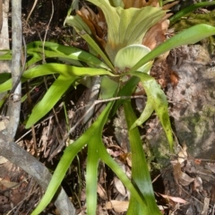 Platycerium bifurcatum (Elkhorn) at Beecroft Peninsula, NSW - 28 Sep 2020 by plants