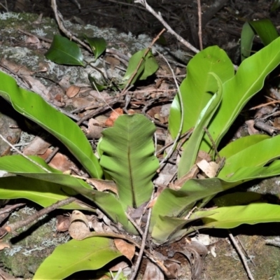 Asplenium australasicum (Bird's Nest Fern, Crow's Nest Fern) at Beecroft Peninsula, NSW - 28 Sep 2020 by plants