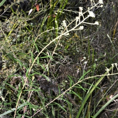 Astrotricha linearis (Narrow-Leaf Star-Hair) at Beecroft Peninsula, NSW - 28 Sep 2020 by plants