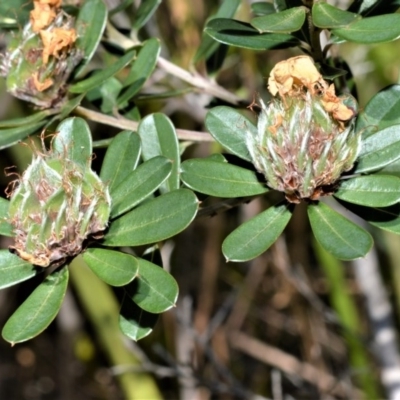 Pultenaea daphnoides (Large-leaf Bush-pea) at Beecroft Peninsula, NSW - 28 Sep 2020 by plants