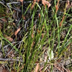 Schizaea bifida (Forked Comb Fern) at Beecroft Peninsula, NSW - 28 Sep 2020 by plants