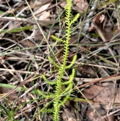 Selaginella uliginosa (Swamp Selaginella) at Beecroft Peninsula, NSW - 28 Sep 2020 by plants