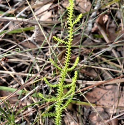 Selaginella uliginosa (Swamp Selaginella) at Beecroft Peninsula, NSW - 28 Sep 2020 by plants