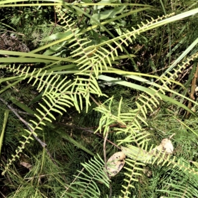 Gleichenia microphylla (Scrambling Coral Fern) at Beecroft Peninsula, NSW - 28 Sep 2020 by plants