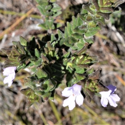 Prostanthera densa (Villous Mint-bush) at Beecroft Peninsula, NSW - 28 Sep 2020 by plants