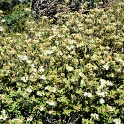 Phebalium squamulosum (Scaly Phebalium) at Beecroft Peninsula, NSW - 28 Sep 2020 by plants