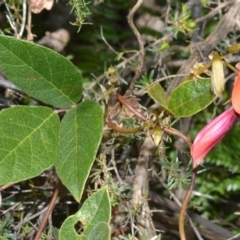 Kennedia rubicunda (Dusky Coral Pea) at Beecroft Peninsula, NSW - 28 Sep 2020 by plants