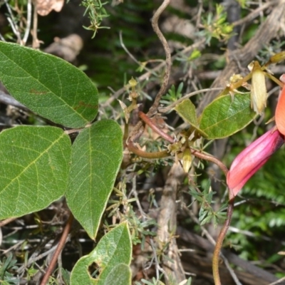 Kennedia rubicunda (Dusky Coral Pea) at Beecroft Peninsula, NSW - 28 Sep 2020 by plants