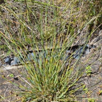 Eurychorda complanata (Flat Cord-rush) at Beecroft Peninsula, NSW - 28 Sep 2020 by plants