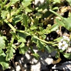 Cakile maritima (Sea Rocket) at Beecroft Peninsula, NSW - 29 Sep 2020 by plants