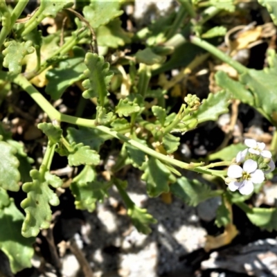 Cakile maritima (Sea Rocket) at Beecroft Peninsula, NSW - 28 Sep 2020 by plants