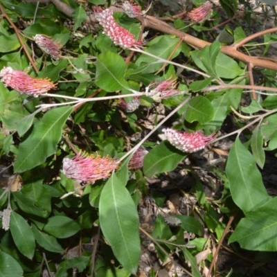 Grevillea macleayana (Jervis Bay Grevillea) at Beecroft Peninsula, NSW - 28 Sep 2020 by plants