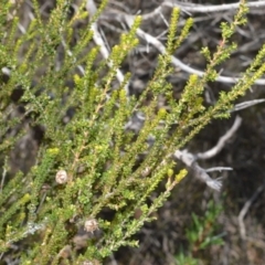 Leptospermum epacridoideum (Jervis Bay Tea-tree) at Beecroft Peninsula, NSW - 28 Sep 2020 by plants