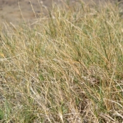 Sporobolus virginicus (Coastal Rat-tail Grass) at Beecroft Peninsula, NSW - 28 Sep 2020 by plants