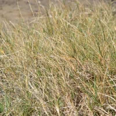 Sporobolus virginicus (Coastal Rat-tail Grass) at Beecroft Peninsula, NSW - 29 Sep 2020 by plants