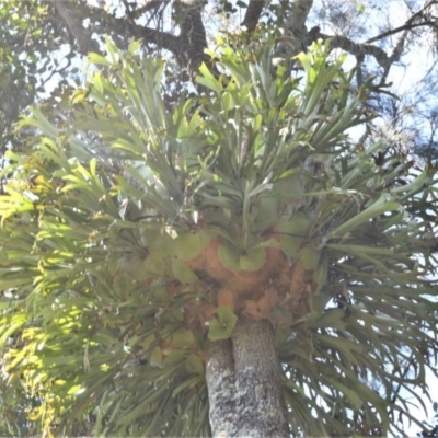 Platycerium bifurcatum (Elkhorn) at Beecroft Peninsula, NSW - 28 Sep 2020 by plants