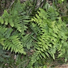 Hypolepis muelleri (Harsh Ground Fern, Swamp Bracken) at Beecroft Peninsula, NSW - 28 Sep 2020 by plants