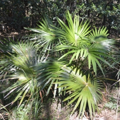 Livistona australis (Australian Cabbage Palm) at Beecroft Peninsula, NSW - 29 Sep 2020 by plants